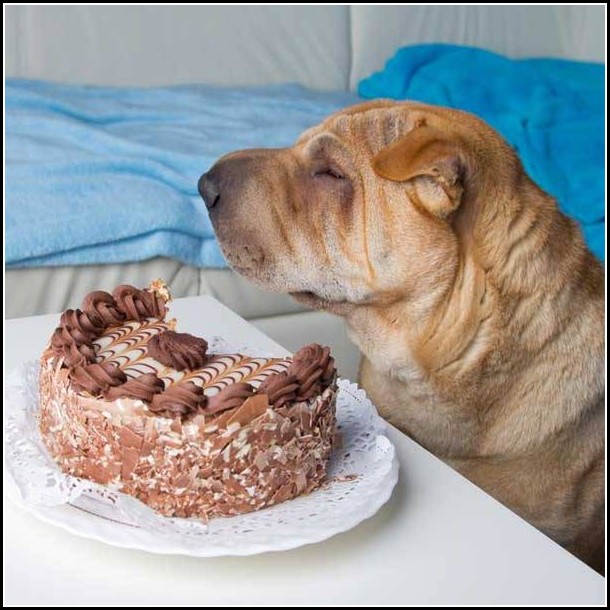 Dog Eat Chocolate Cake