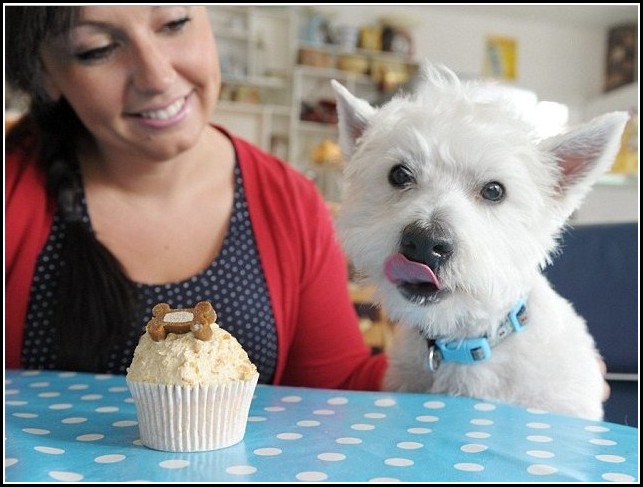 Dog Eat Chocolate Cupcake