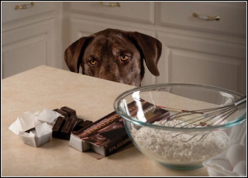 Dog Eat Chocolate Symptoms