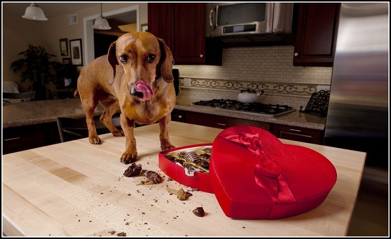Dog Eat Chocolate Treatment
