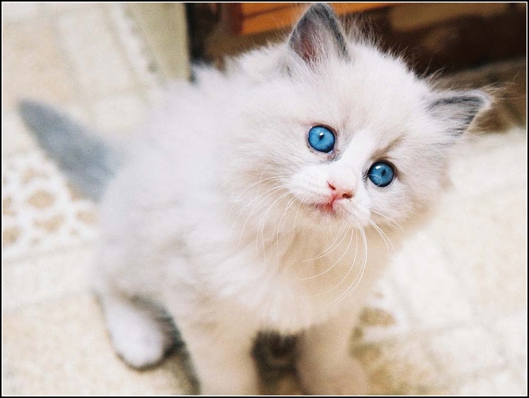 Black And White Turkish Angora KittensPet Photos Gallery ...
