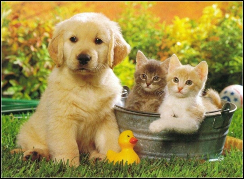 Cats And Kittens And Dogs