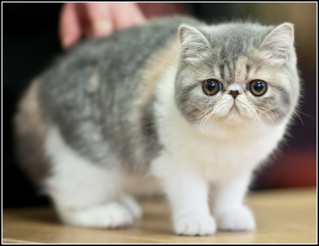 Cute American Shorthair Kittens