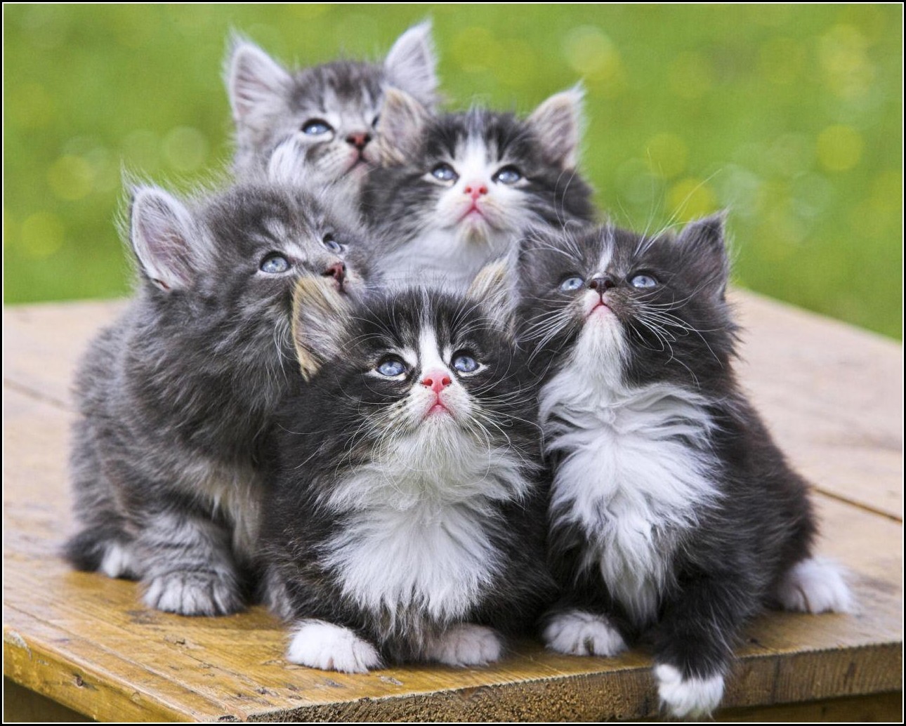 Cute Kitten Pictures Funny