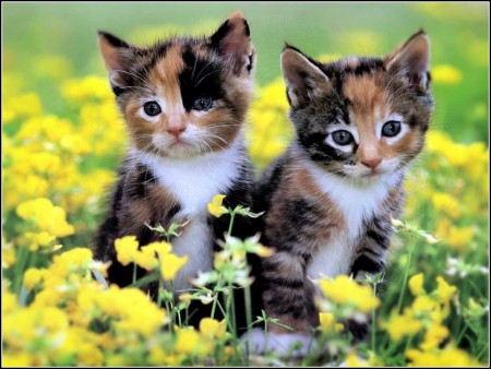 Cute Pictures Of Baby Kittens