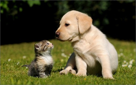 Cute Pictures Of Baby Kittens And Puppies