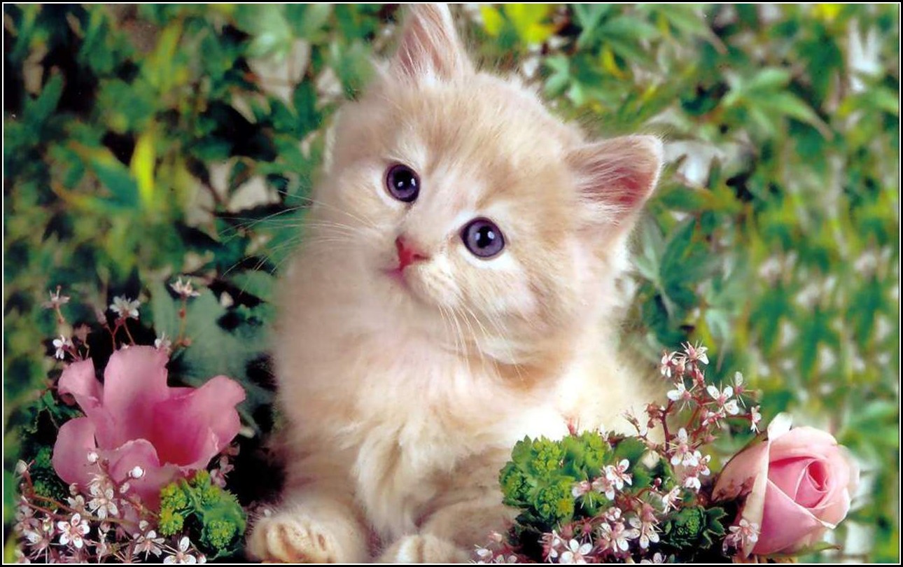 Cute Types Of Kittens