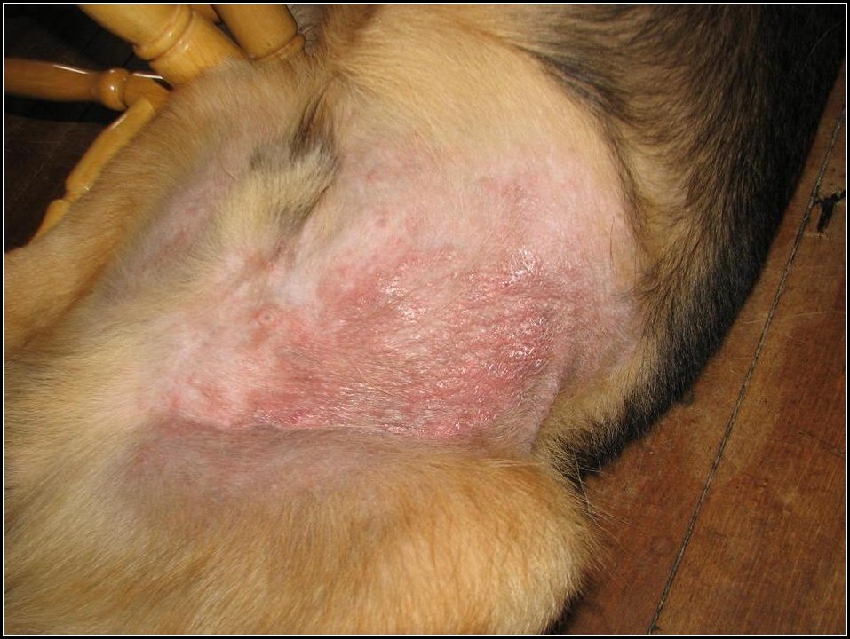 Dog Skin Rash Home Remedy