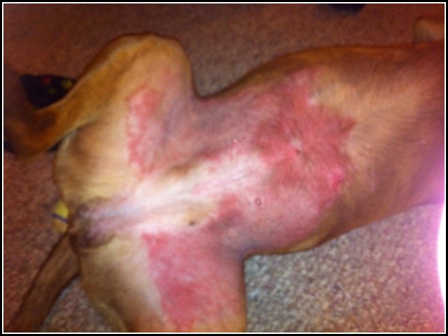 Dog Skin Rashes On Belly
