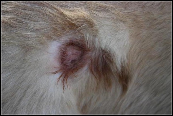 Dogs Hot Spots On Skin