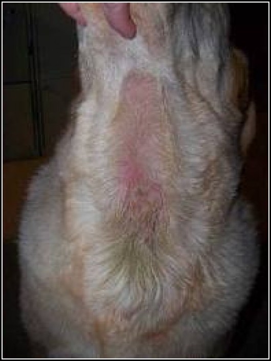 Dogs Hot Spots Remedies
