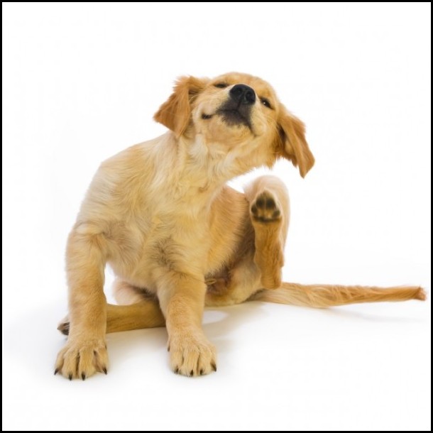 Dry Skin Dogs Natural Remedies