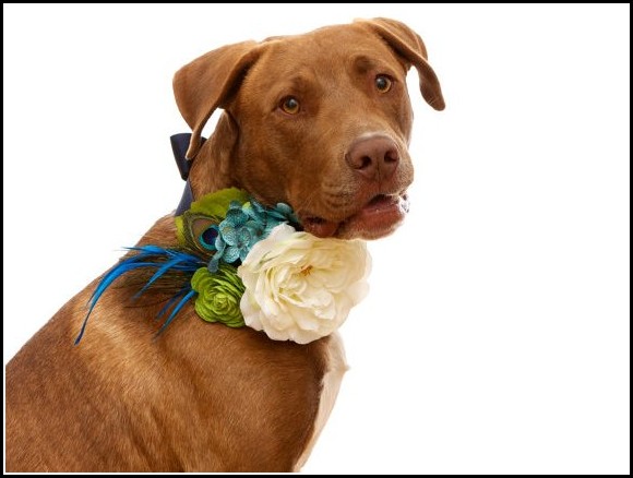 Girl Dog Collars With Flowers