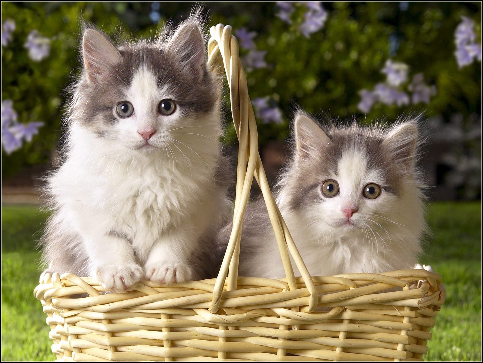 Images Of Kittens And Cats