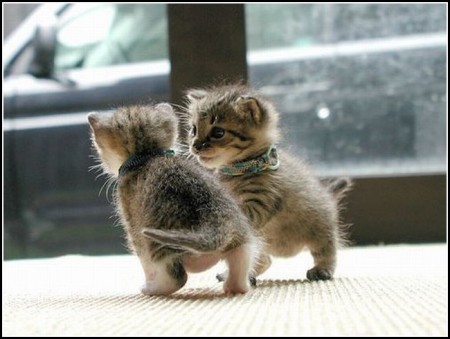Images Of Kittens Playing