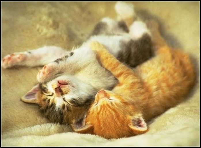 Images Of Kittens Sleeping