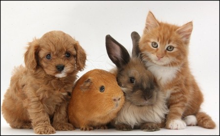 Kittens And Puppies And Bunnies And Hamsters