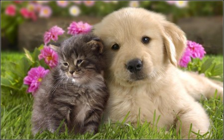 Kittens And Puppies Pictures