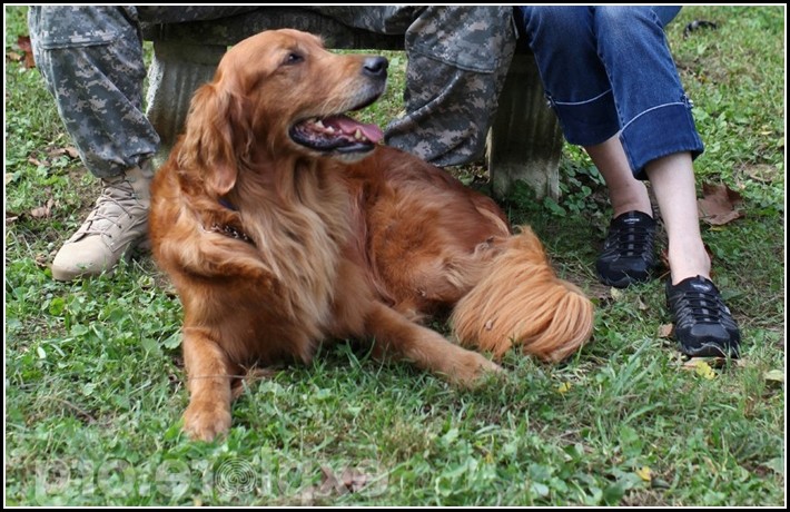 Military Dog Adoption Story
