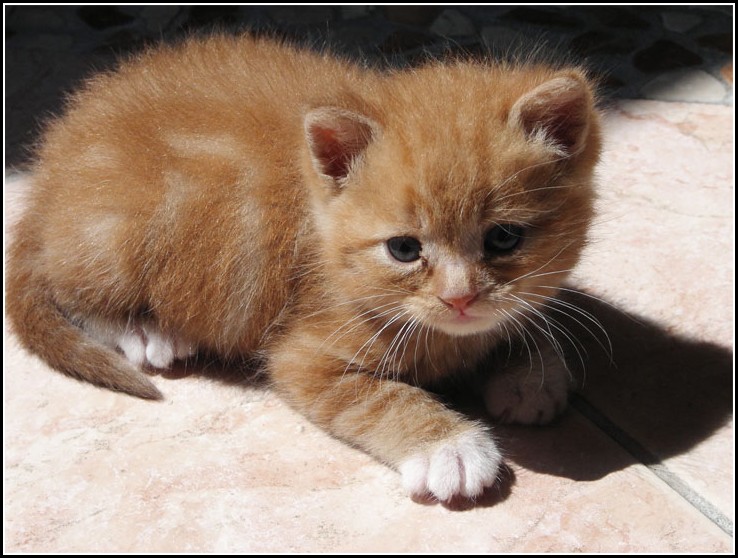 Orange Tabby Kitten Newborn