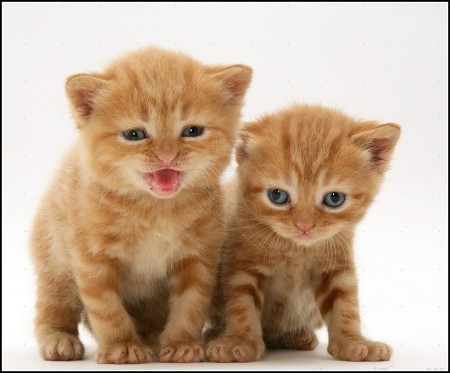 Orange Tabby Kitten Pictures