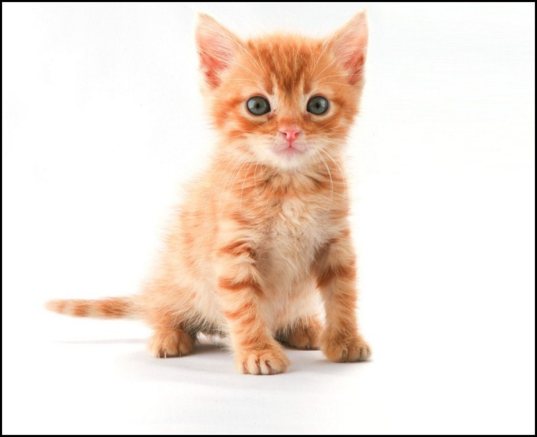 Orange Tabby Kitten With Blue Eyes