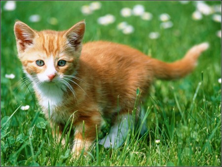 Orange Tabby Kittens For Adoption