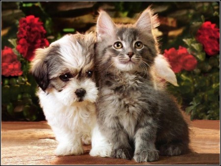Pictures Of Baby Kittens And Puppies