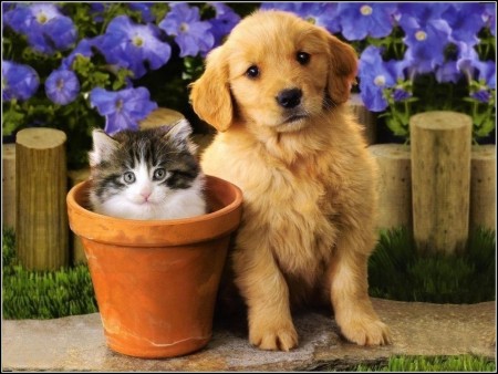 Pictures Of Cute Kittens And Puppies