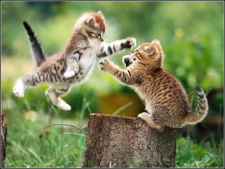 Pictures Of Cute Kittens Playing