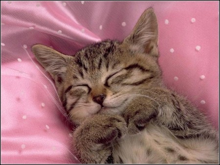Pictures Of Cute Kittens Sleeping