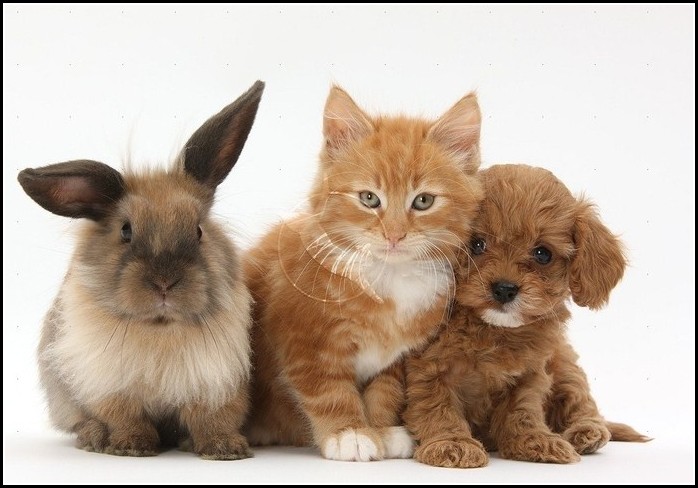Puppies And Kittens And Bunnies And Hamsters