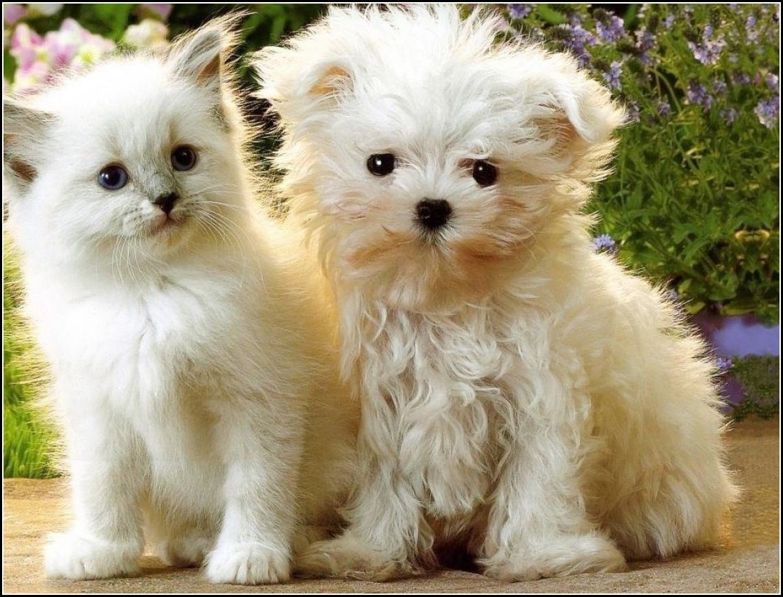 Puppies And Kittens Together Wallpaper