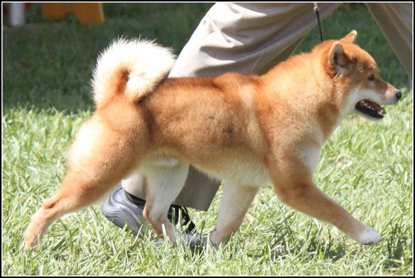 Shiba Inu Dogs Temperament