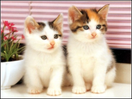 Types Of Kittens With Pictures