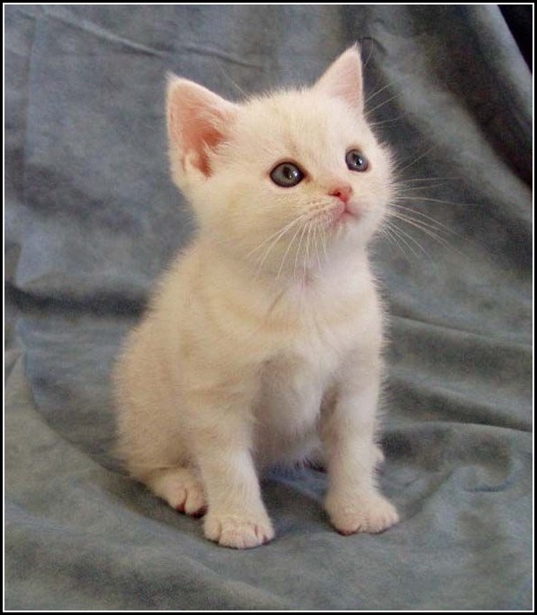 White american shorthair kittens