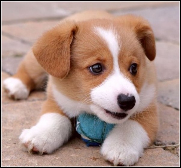 Cute Baby Dogs Images