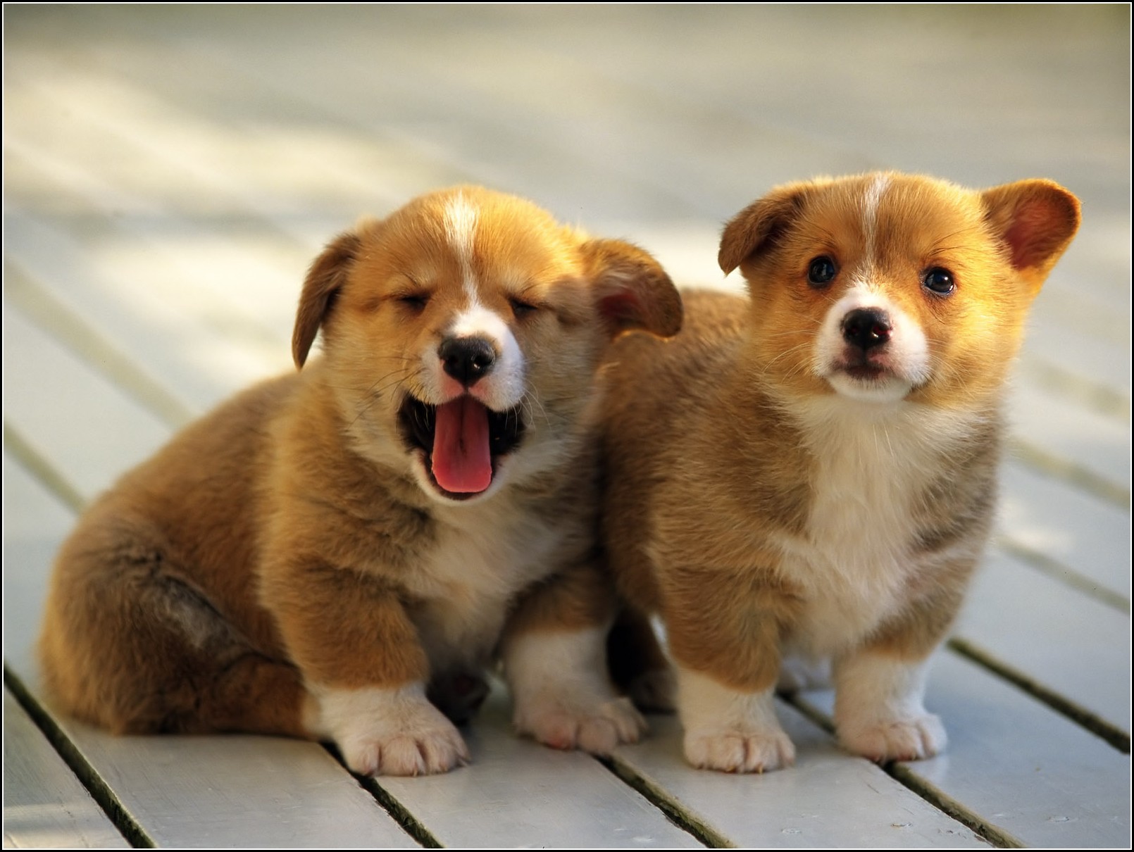 Really Cute Baby Dogs