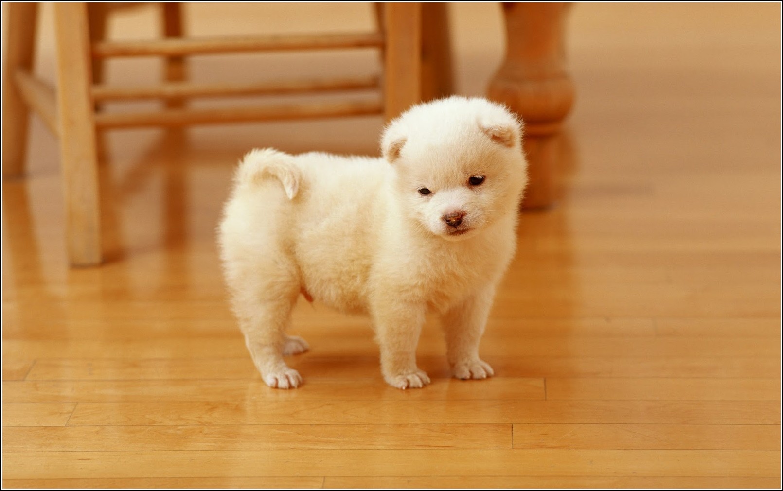 Baby Dogs Pictures Cute