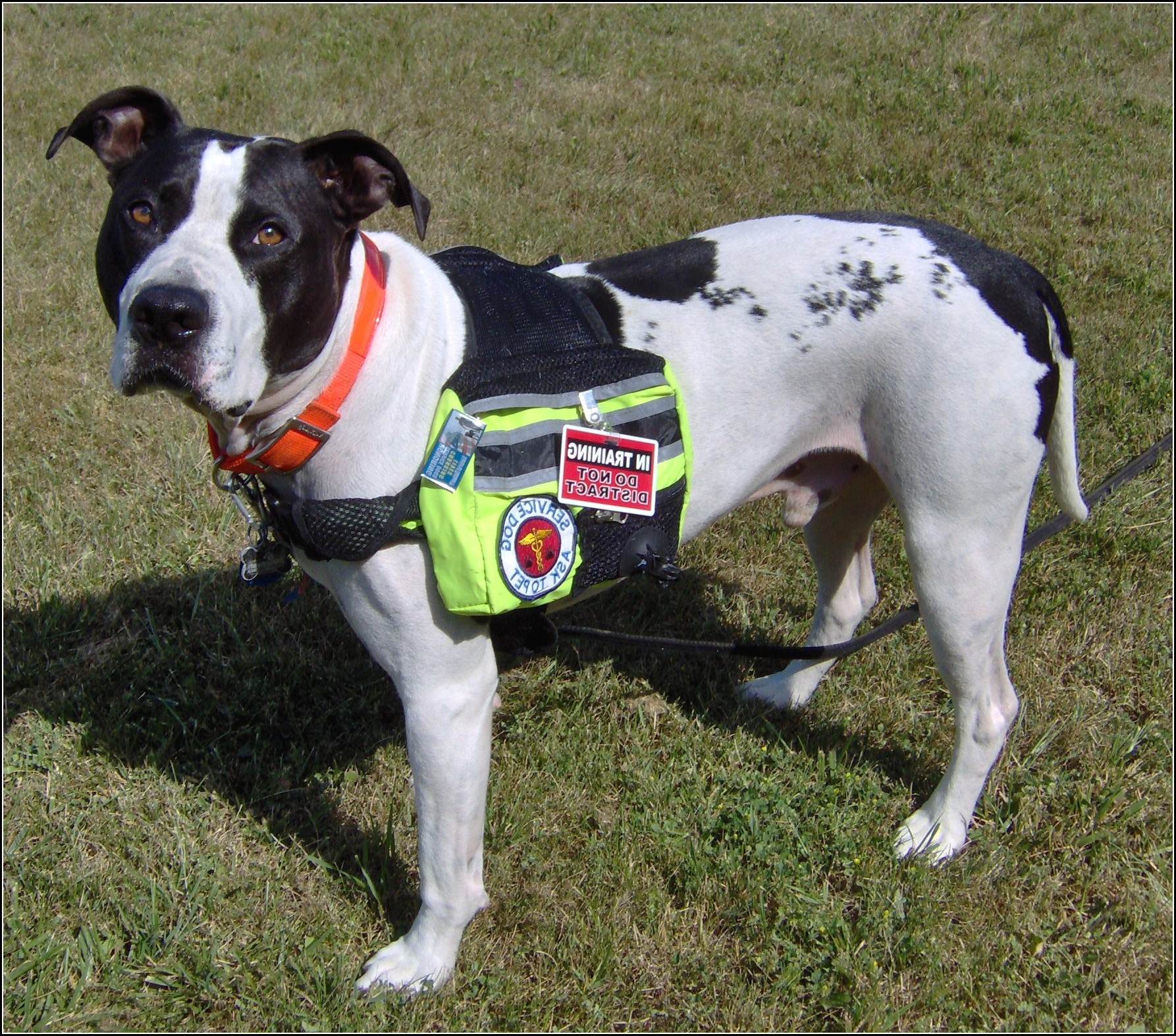 Backpack For Dogs Petsmart