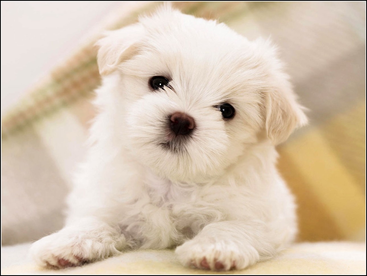 Best Small Breed Dogs For Families