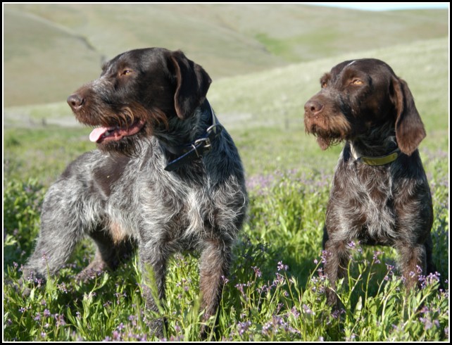 Bird Dogs Breeds Pictures