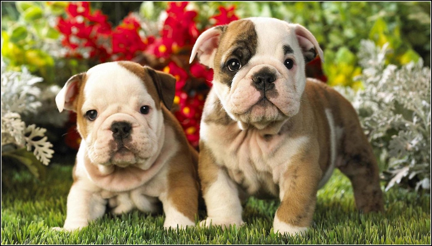 Cute Dogs And Puppies Wallpaper