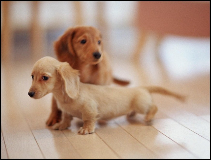 Cute Dogs And Puppies