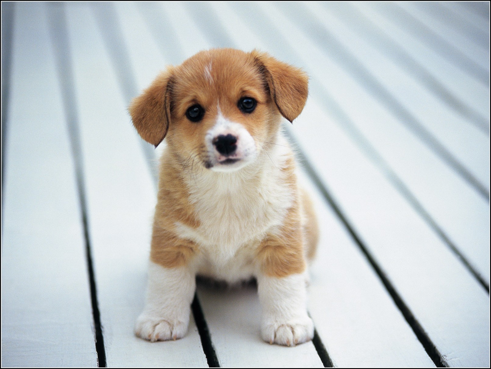 Cute Dogs Pictures