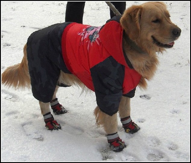 Dog Boots For Winter