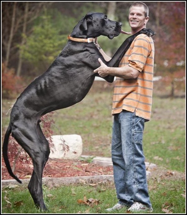 Dog Breeds Largest