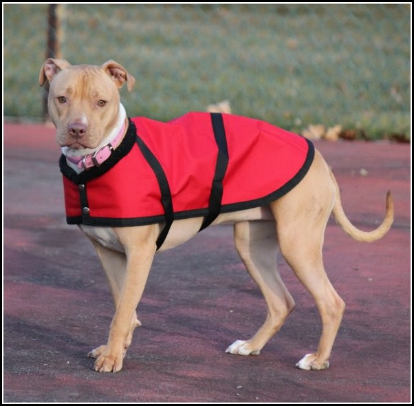 Dog Coats For Pitbulls