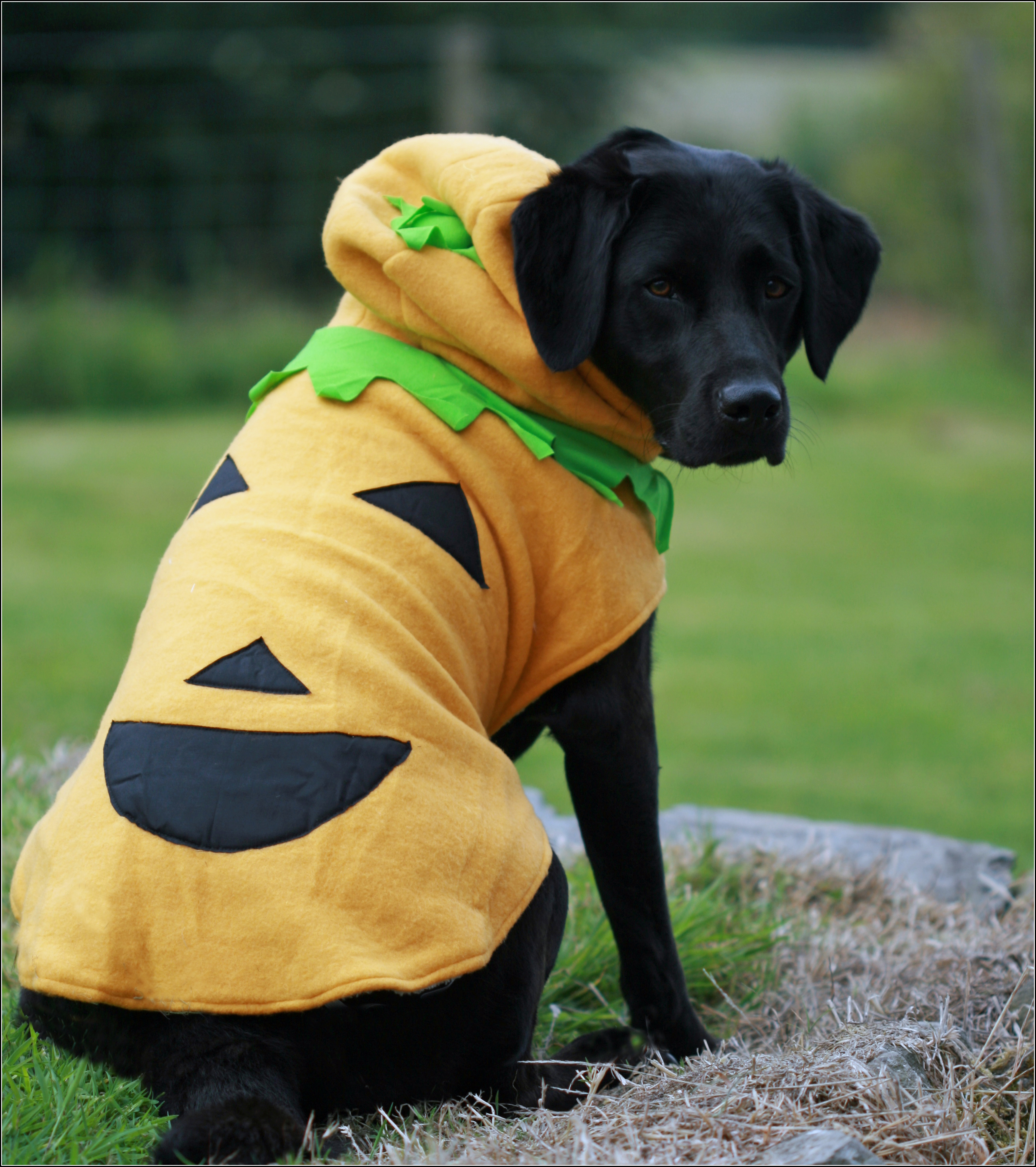 Dog Jackets For Large Dogs