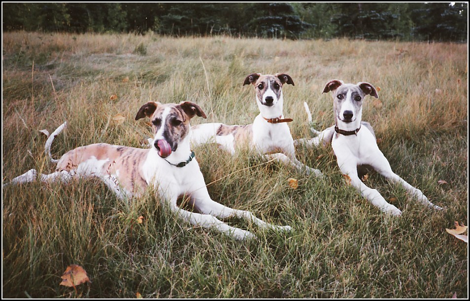 Greyhound Dog Pictures